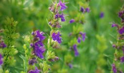Hyssop