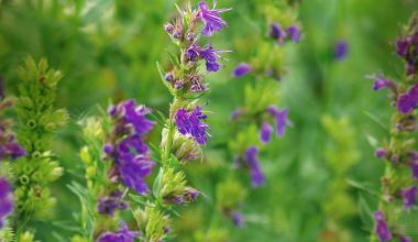 Hyssop