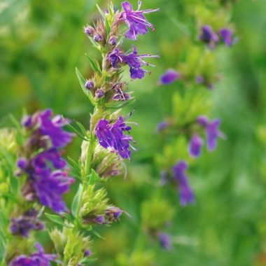 Hyssop