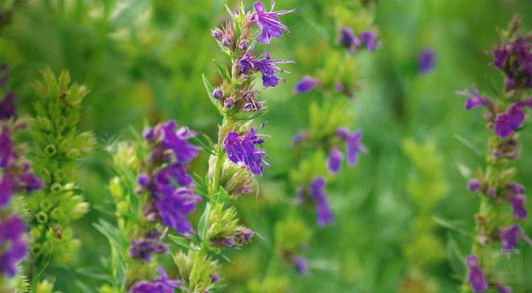 Hyssop