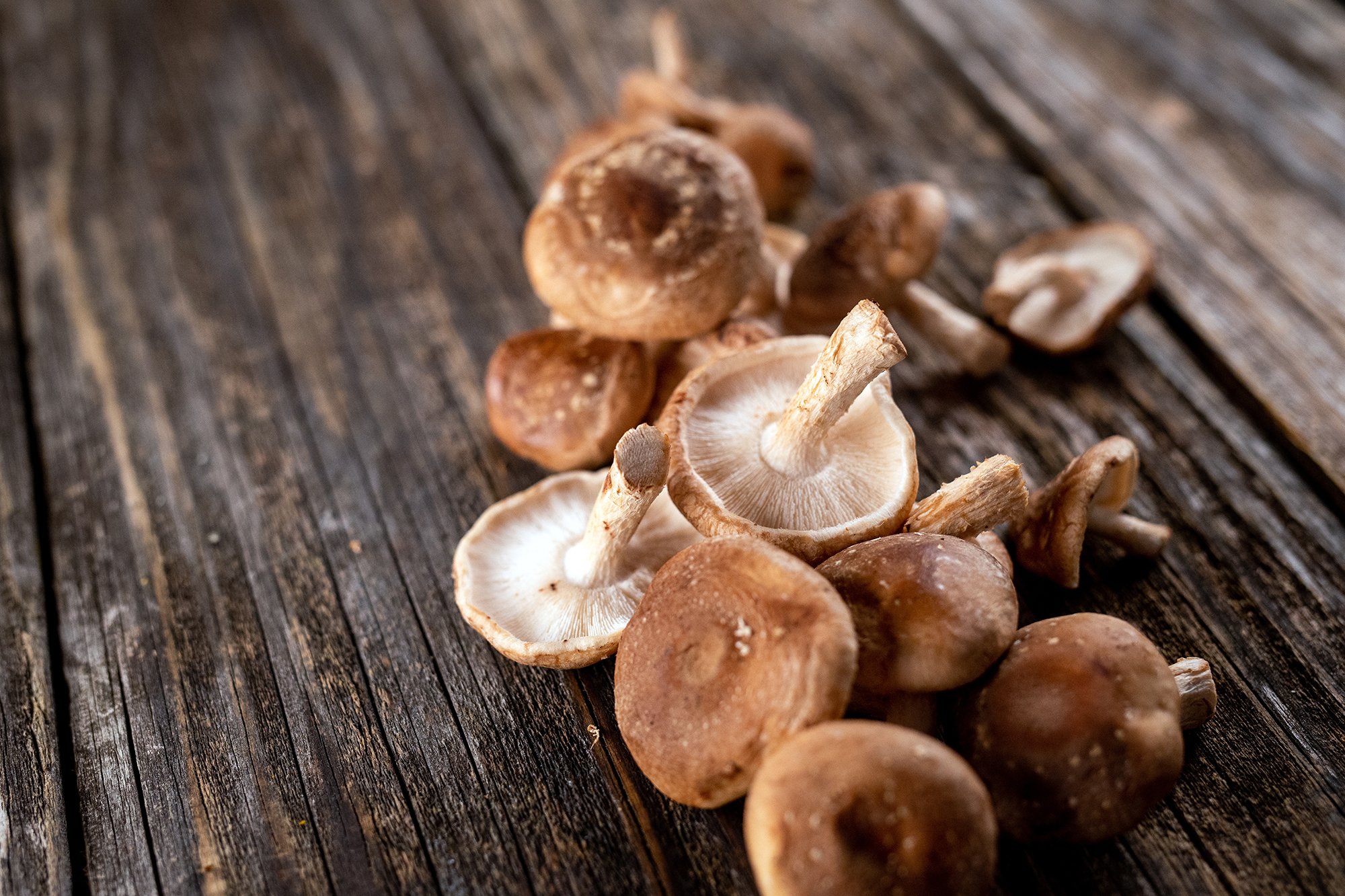 Shiitake Mushroom