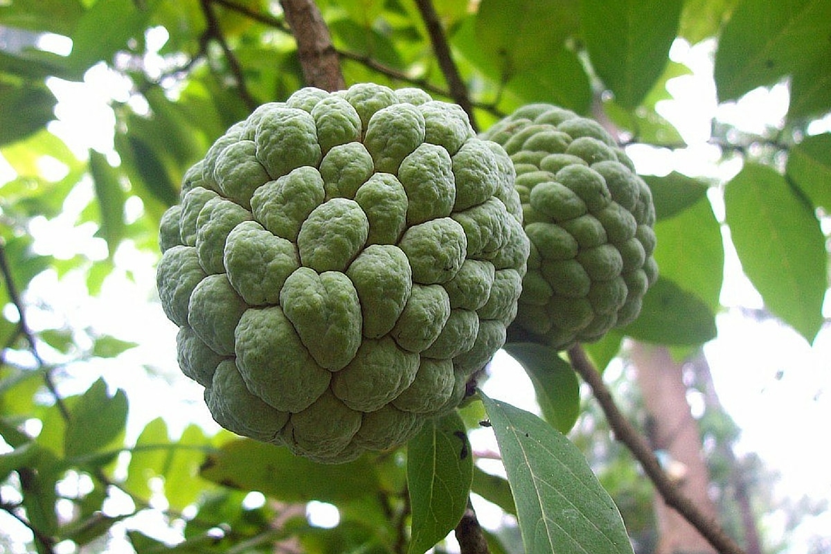 Atis Fruit 10 Health Benefits Of Eating Sugar Apple