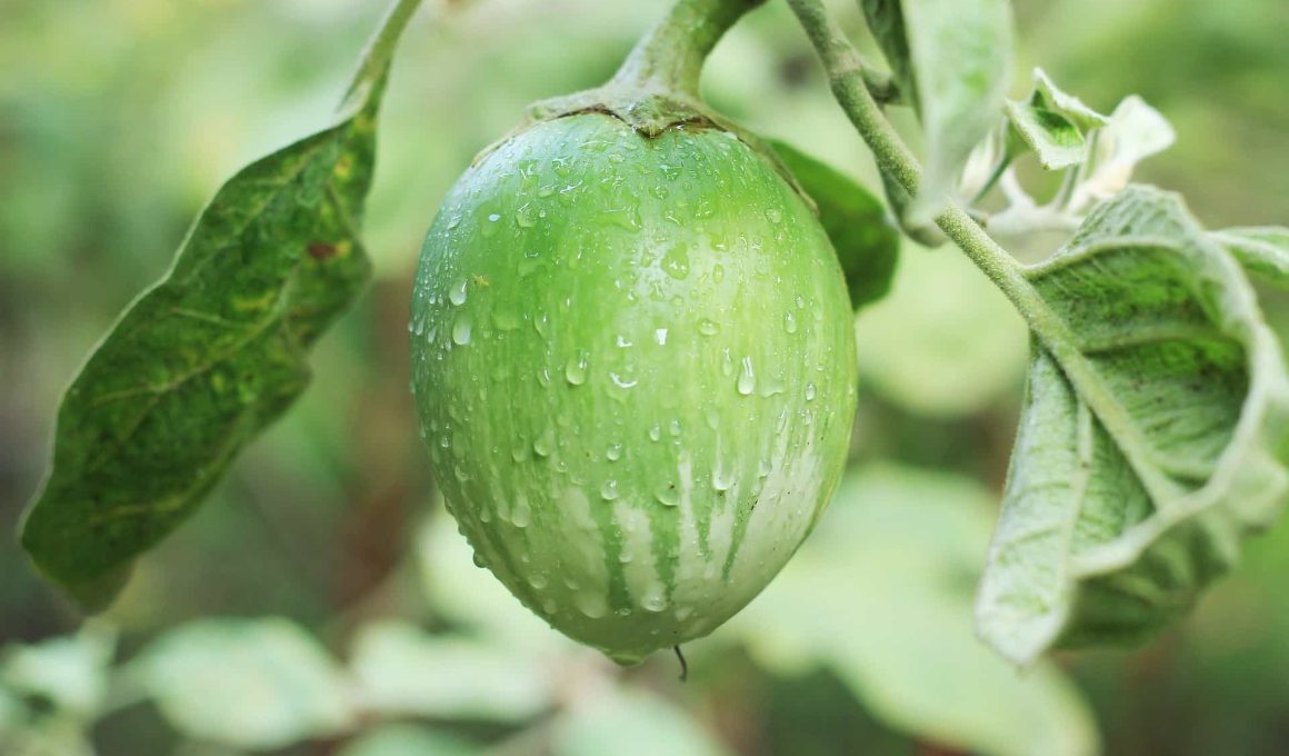 Garden eggs