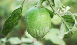 Garden eggs