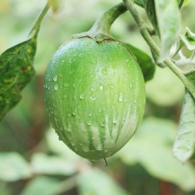 Garden eggs