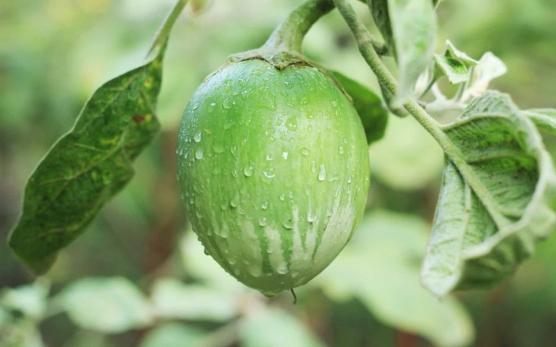 Garden eggs