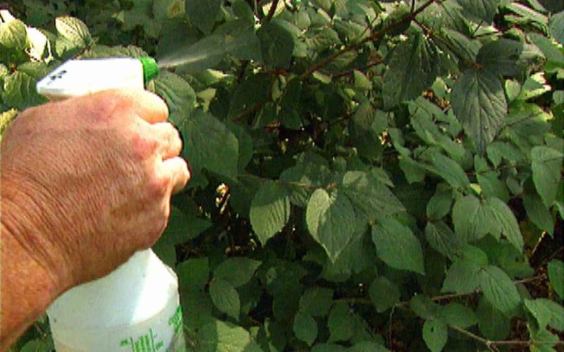 Fungicides