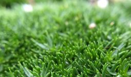 Irish Moss