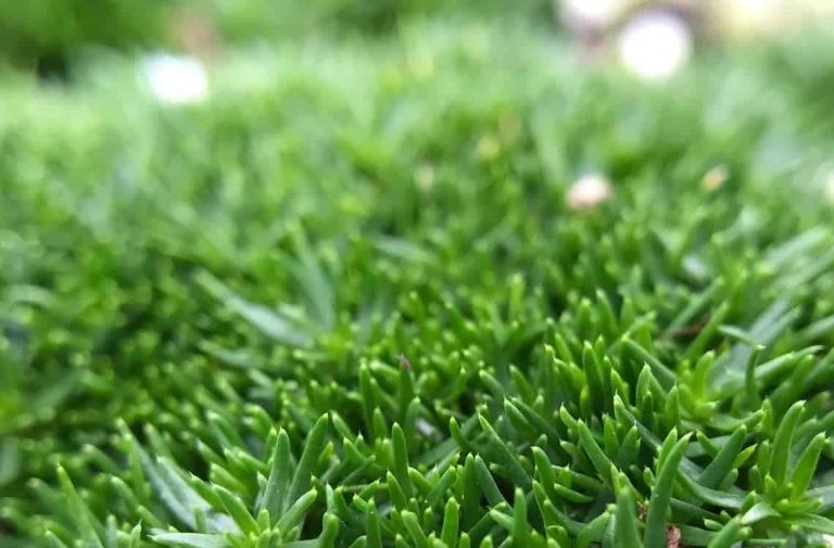 Irish Moss