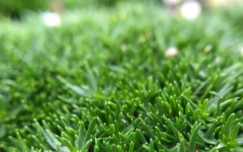 Irish Moss