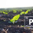 Phosphorus