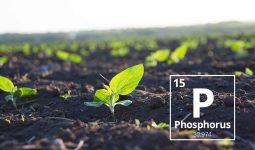 Phosphorus