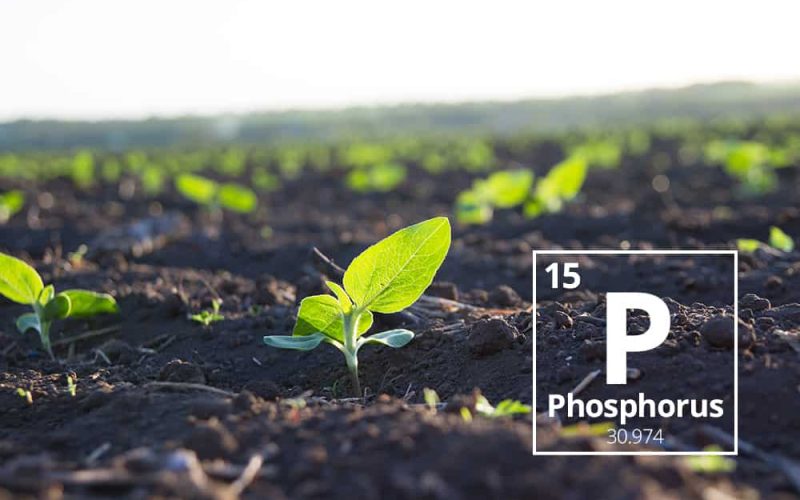 Phosphorus