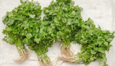 Parsley