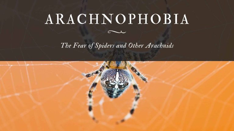 Arachnophobia The Fear of Spiders and Other Arachnids