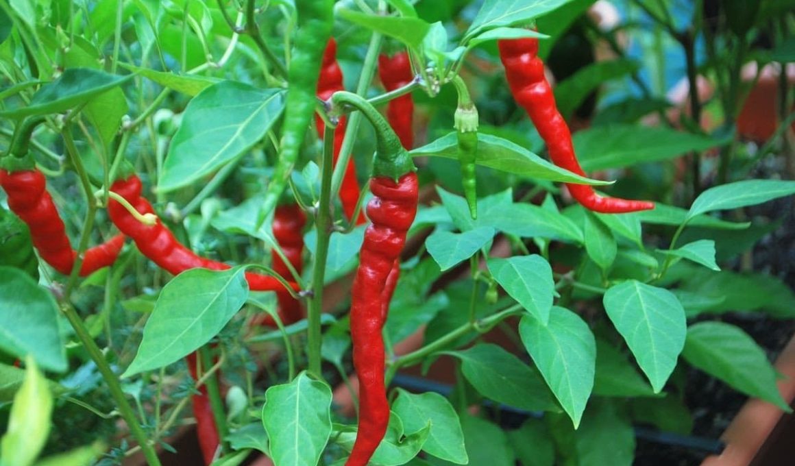 Cayenne Pepper