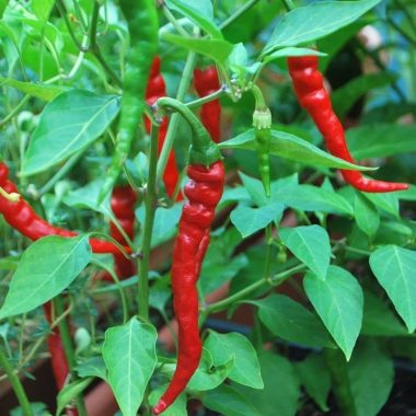 Cayenne Pepper