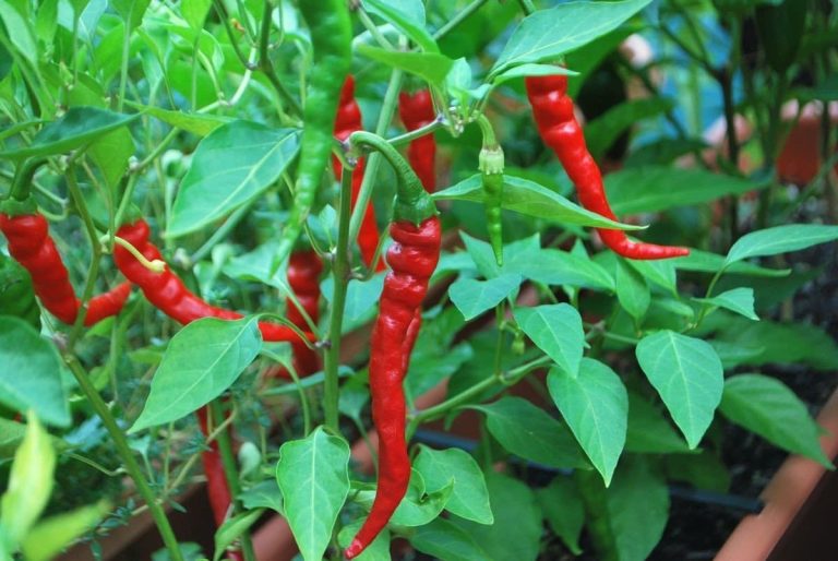Cayenne Pepper