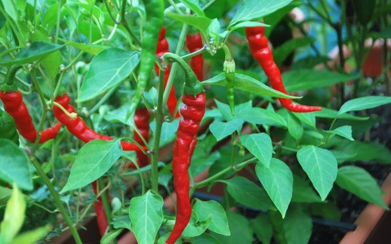 Cayenne Pepper