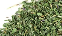 Alfalfa