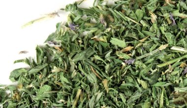 Alfalfa