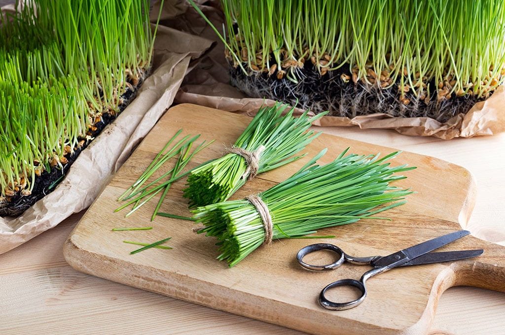 Wheatgrass