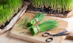 Wheatgrass