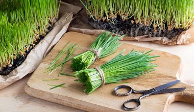 Wheatgrass