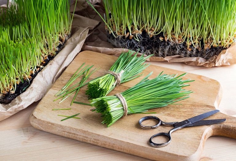 Wheatgrass