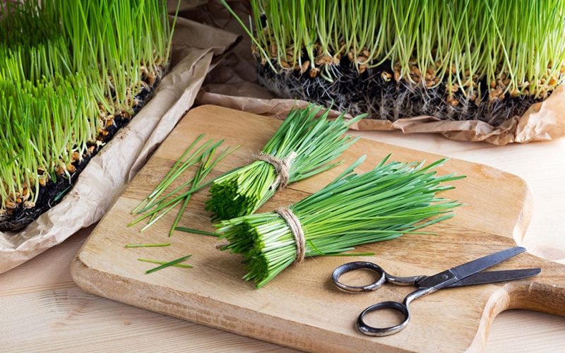 Wheatgrass