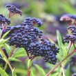 Elderberry