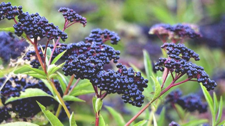 Elderberry
