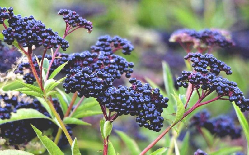 Elderberry