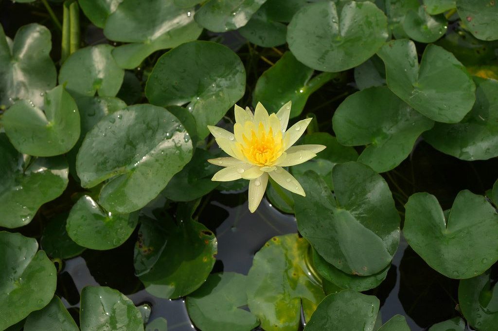 Nymphaea Mexicana