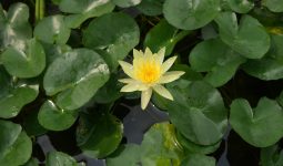 Nymphaea Mexicana