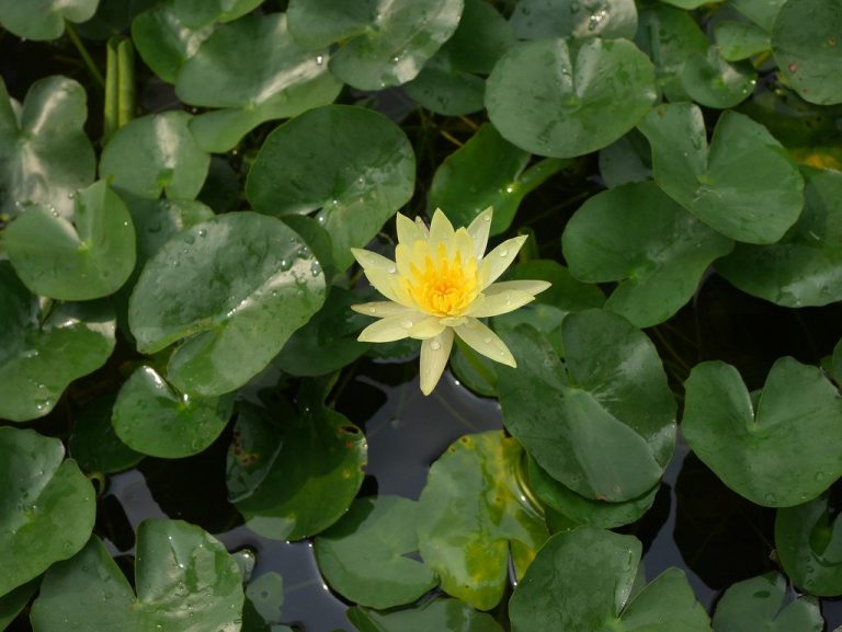 Nymphaea Mexicana