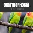 Ornithophobia The Fear of Birds