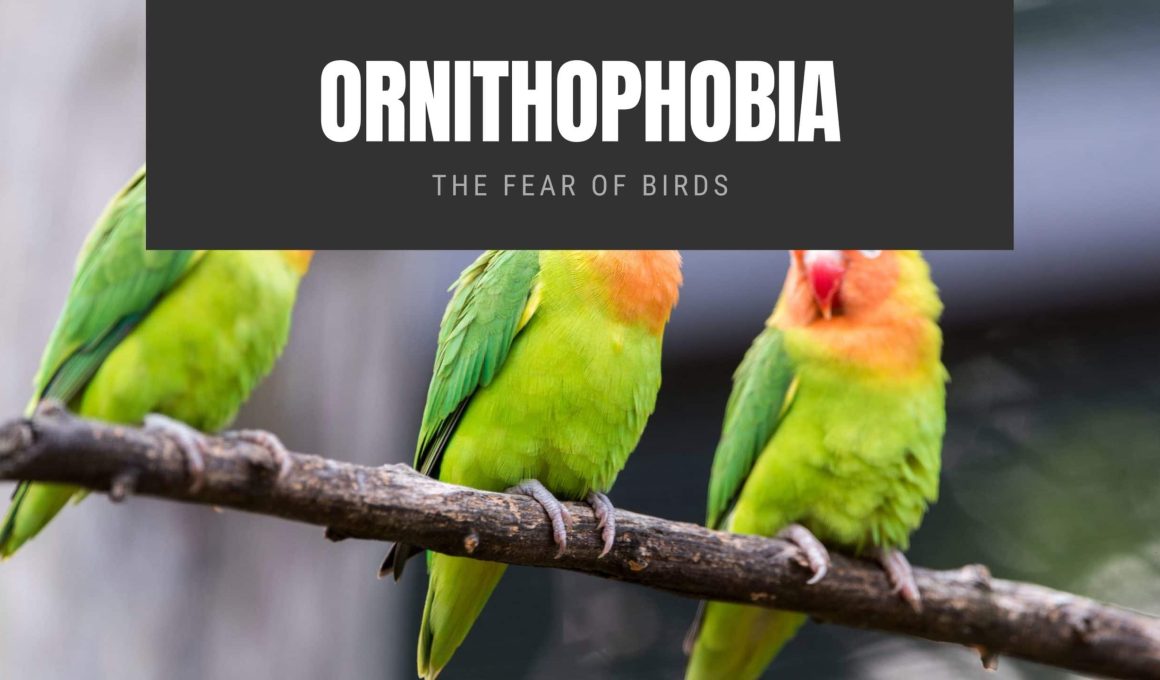 Ornithophobia The Fear of Birds