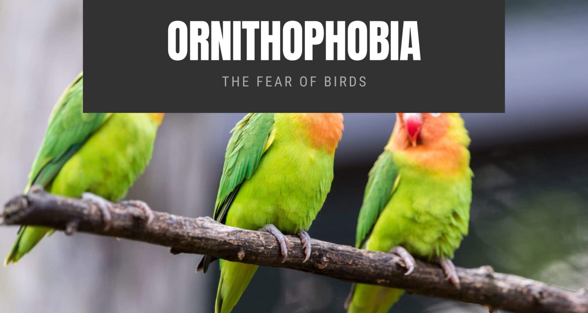 Ornithophobia The Fear of Birds