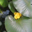 Spatterdock (Nuphar Advena)