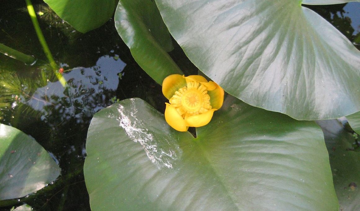 Spatterdock (Nuphar Advena)