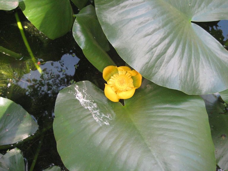 Spatterdock (Nuphar Advena)