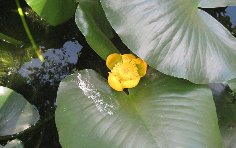 Spatterdock (Nuphar Advena)