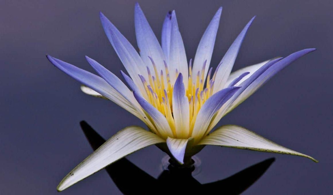 Egyptian Lotus