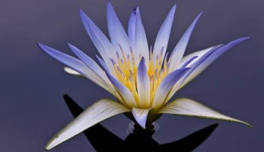Egyptian Lotus