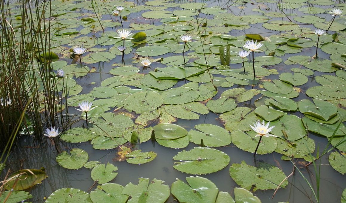 Nymphaea Micrantha