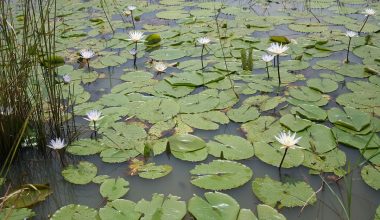 Nymphaea Micrantha