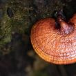 Reishi Mushroom