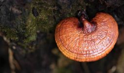 Reishi Mushroom