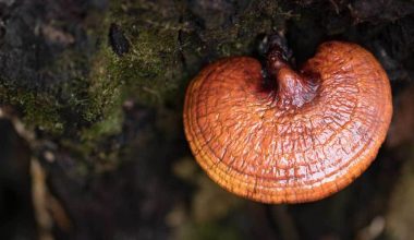 Reishi Mushroom
